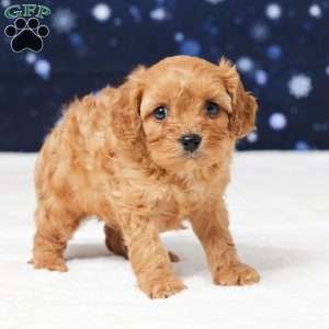 Butler, Cavapoo Puppy